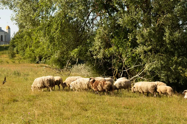 Stádo pastvu ovcí na venkově — Stock fotografie