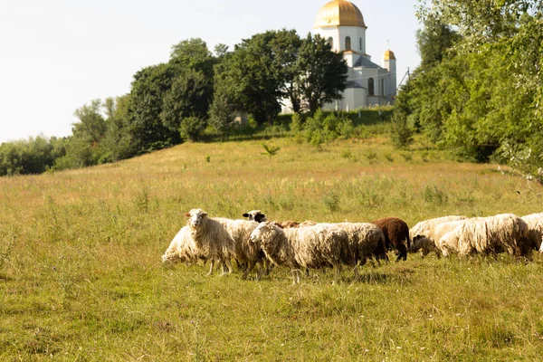 Eine Schafherde, die auf dem Land weidet. Hinter ihnen auf dem Hügel steht eine Kirche — Stockfoto