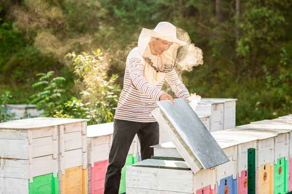 Ένας μελισσοκόμος καπνίζει μέλισσες στη διαδικασία συλλογής μελιού σε ξύλινα χρωματιστά Μελίσσια. Εργαλείο μελισσοκομίας — Φωτογραφία Αρχείου