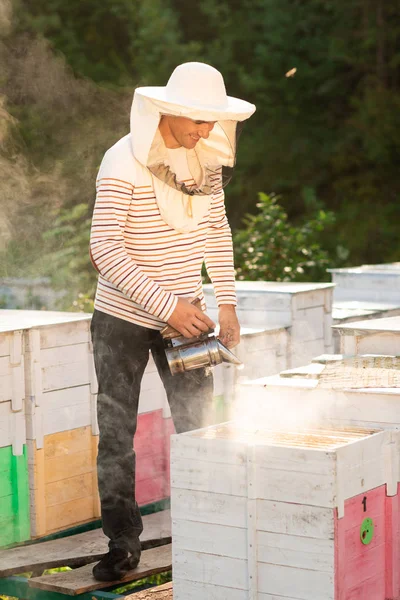 Ein Imker raucht Bienen, während er Honig in hölzernen Bienenstöcken sammelt. Werkzeug der Imkerei — Stockfoto