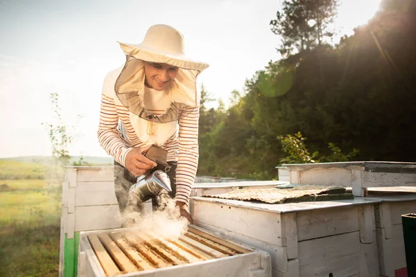 A beekeeper smokes bees in the process of collecting honey in wooden colored beehives. Beekeeping tool