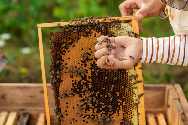 Penutup tangan peternak lebah memegang sarang lebah penuh dengan lebah. Lebah membungkus tangan si peternak lebah — Stok Foto
