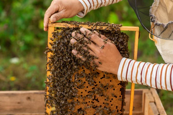 Penutup tangan peternak lebah memegang sarang lebah penuh dengan lebah. Lebah membungkus tangan si peternak lebah — Stok Foto