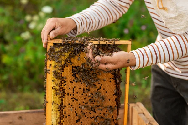 Penutup tangan peternak lebah memegang sarang lebah penuh dengan lebah. Peternak lebah mengumpulkan lebah dengan tangan — Stok Foto