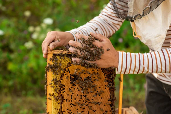 Primer plano de manos apicultor sosteniendo un panal lleno de abejas. Las abejas envueltas alrededor de la mano del apicultor —  Fotos de Stock