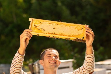 Arı kovanlarının yanında arılarla bir petek tutan arıcı. Bir adam petek kontrol eder. Arıcılık kavramı