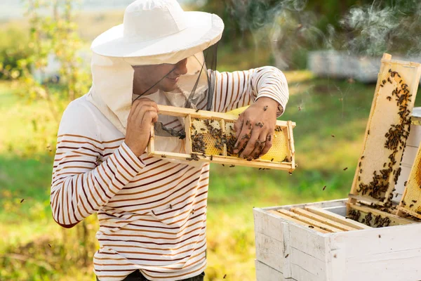 Včelař drží včelí plát plný včel poblíž úlů. Muž zkontroluje plát medu. Koncept včelařství — Stock fotografie