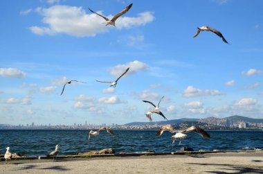 Martılar'Buyukada Adası (Prince'nın kıyısında)