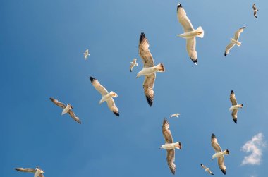 Martılar denizin üzerinde uçuyor.