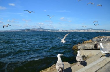 Martılar'Buyukada Adası (Prince'nın kıyısında)