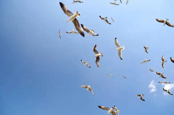 Piękny Seagulls Latania Niebo Obrazek Stockowy