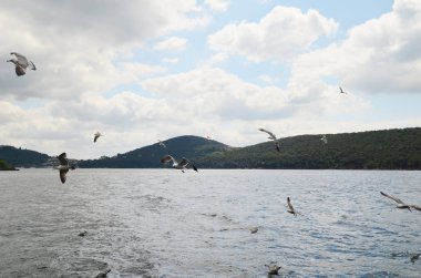 Martılar yakın kişi Istanbul'da Prens Adaları yakınındaki bir feribot uçan