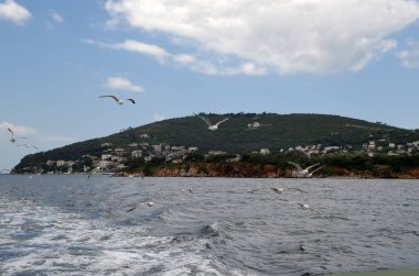 Martılar yakın kişi Istanbul'da Prens Adaları yakınındaki bir feribot uçan
