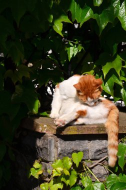Istanbul Kızıl saçlı kedi güneşe yalan söylüyor