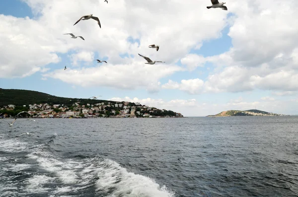 Martılar yakın kişi Istanbul'da Prens Adaları yakınındaki bir feribot uçan