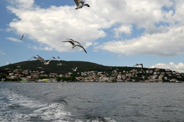 Martılar yakın kişi Istanbul'da Prens Adaları yakınındaki bir feribot uçan