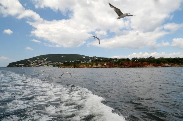 Martılar yakın kişi Istanbul'da Prens Adaları yakınındaki bir feribot uçan