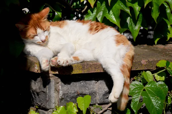 Kızıl saçlı kedi güneşe ısınmaya başladı. Kediler bir Istanbul 'un sembollerinden olan