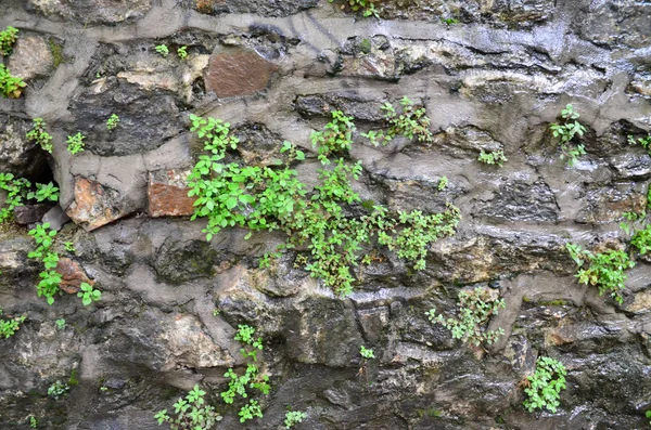 Vieux Mur Pierre Avec Des Plantes Vertes Les Plantes Poussèrent — Photo