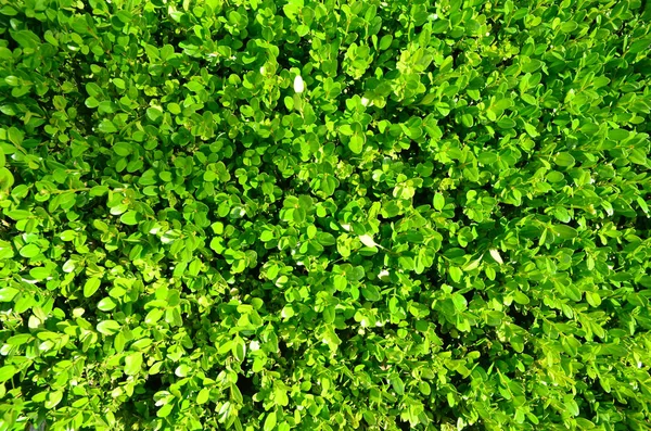 Feuilles Vertes Fond Vue Sur Brousse Dessus Belle Ligth Été Images De Stock Libres De Droits