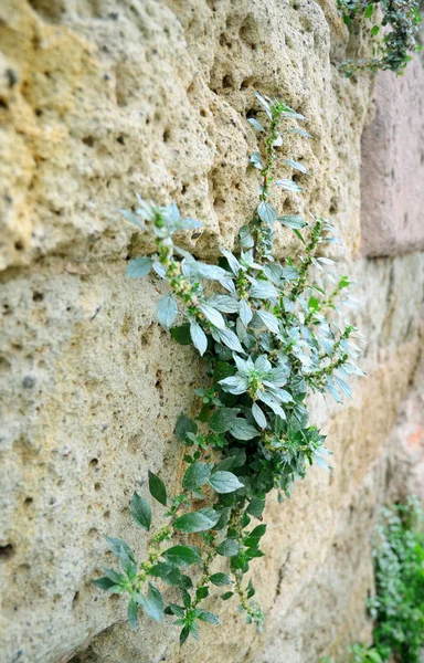 Plantez Dans Ancien Mur Stane Concentration Sélective — Photo