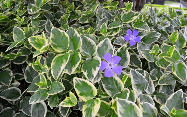 Bu parkta güzel mavi fowers. Seçici odak