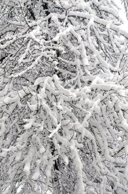 Ağaç dalları üzerinde kar. Ağaç görünümünü kış karla kaplı. Kar altında dalları önem derecesi. Doğada kar yağışı. Kış peyzaj