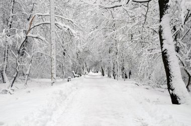Güzel beyaz kış şehir parkı. Tüm kar kaplı. Kış manzarası. Ana sokağa görüntülemek