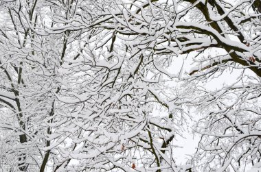 Ağaç dalları üzerinde kar. Ağaç görünümünü kış karla kaplı. Kar altında dalları önem derecesi. Doğada kar yağışı. Kış peyzaj