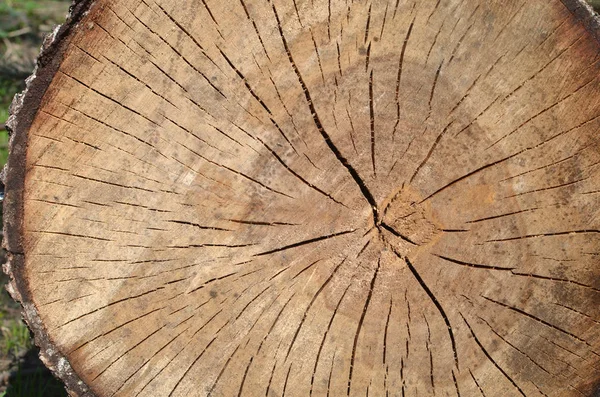 Pień Drzewa Pęknięć Brązowym Tonem Lesie Drewniane Tekstura Obrazek Stockowy
