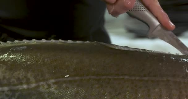 Рыба Вырезанная Треска Великим Шеф Поваром — стоковое видео