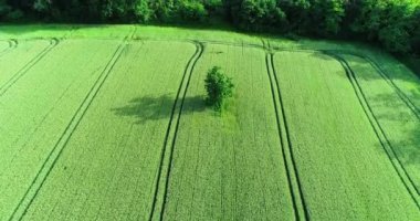 bir ağaç bir alanda havadan görünümü