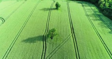 bir ağaç bir alanda havadan görünümü