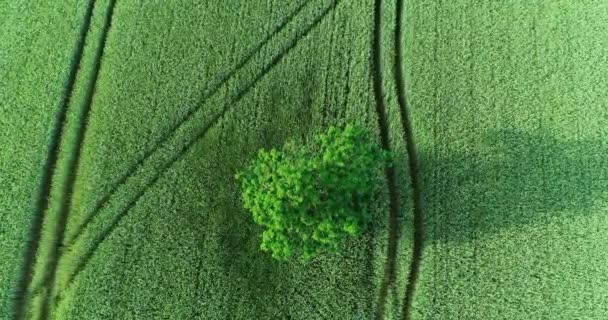 Árbol Campo Vista Aérea — Vídeo de stock