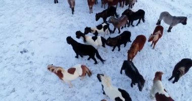 Midilli Hava görünümünde sürüsü