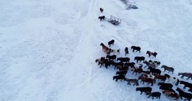 Midilli Hava görünümünde sürüsü