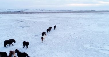 Midilli Hava görünümünde sürüsü