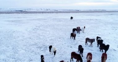 Midilli Hava görünümünde sürüsü