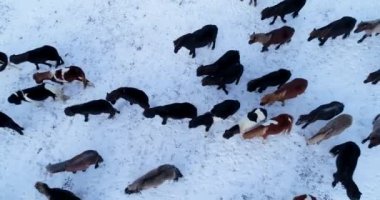 Midilli Hava görünümünde sürüsü