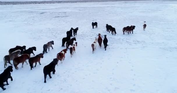 Kudde Pony Luchtfoto — Stockvideo