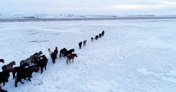 Stado Pony Widok Lotu Ptaka — Wideo stockowe