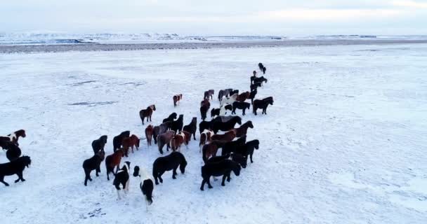 Ponyherde Aus Der Luft — Stockvideo