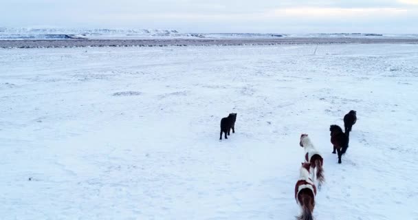 Stádo Pony Letecký Pohled — Stock video