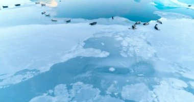 mühürler havadan görünümü içinde buz parçası üzerinde