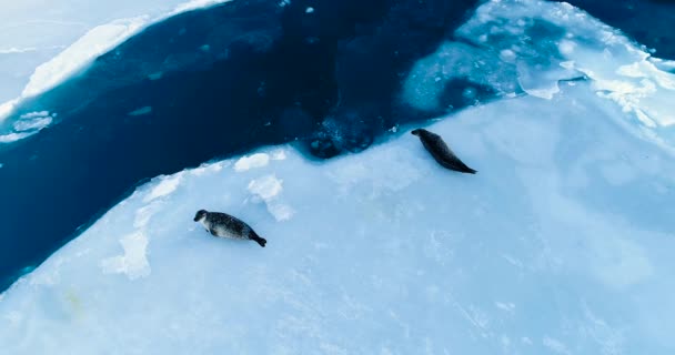 空撮で流氷のシール — ストック動画