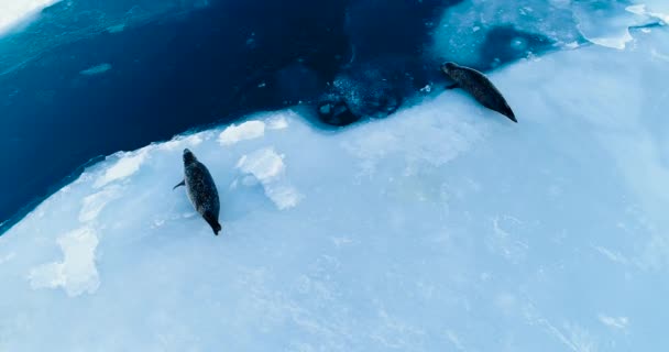 Sellos Témpano Hielo Vista Aérea — Vídeo de stock