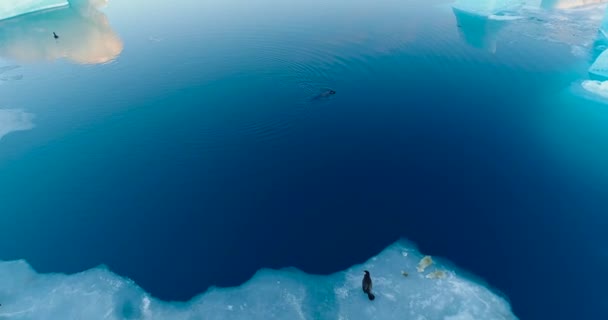 Sellos Témpano Hielo Vista Aérea — Vídeo de stock