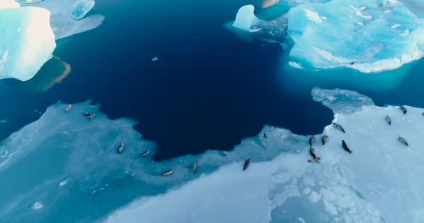 空撮で流氷のシール — ストック動画
