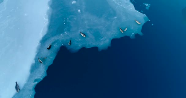 Mühürler Havadan Görünümü Içinde Buz Parçası Üzerinde — Stok video
