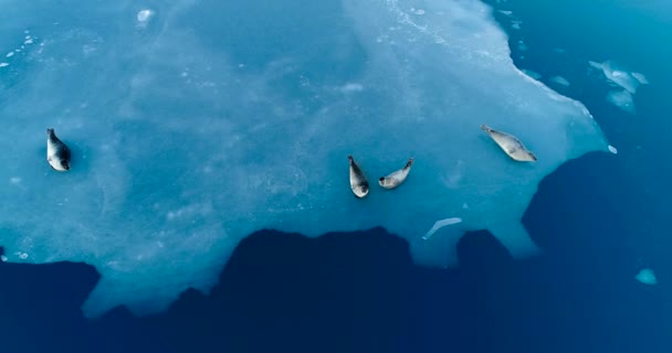 空中鸟瞰浮冰上的海豹 — 图库视频影像